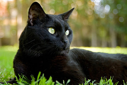 Bombay cat best sale lifespan